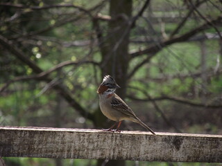 sparrow on a branch