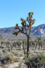 Fototapeta premium View along barker dam trail in Joshua Tree National Park, California