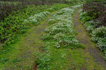 Cloudy day hiking at a trail in Dunes Beach, Half moon bay state beach.