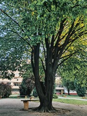 tree in the park