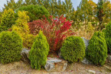 Small tree with red fall-colored leaves