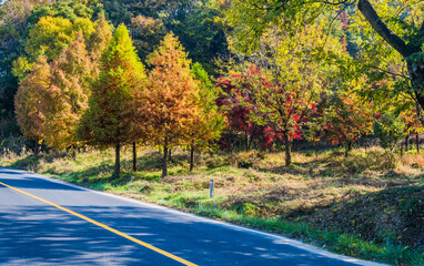 Trees in fall colors next to road in the countryside