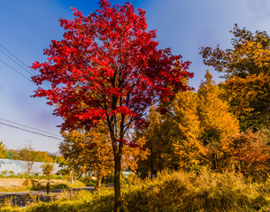 Sugar maple tree next to a two lane road