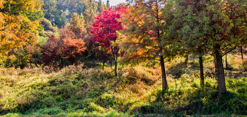 Trees in fall colors bathed in sunlight