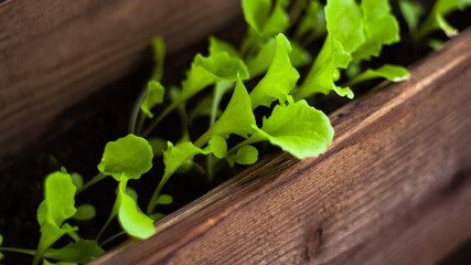 Leaves of young green salad on home bed in wooden box closeup. Growing cross salad on balcony, macro shot. Vitamins and minerals on windowsill. Sprouted greens for healthy eating. Banner for web site