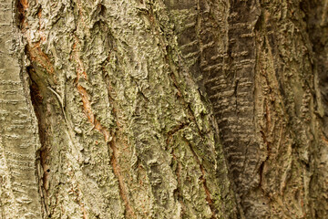 Background bark of tree