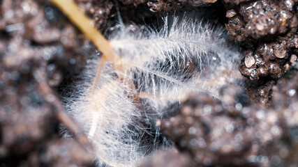 Shaggy white roots of the plant in wet ground. Macro image with blurred background.