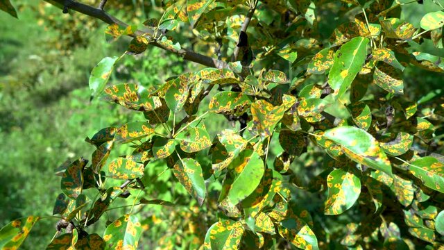 affected by the fungal disease Gymnosporangium sabinae pear, rust-infected pear leaves