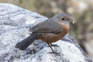 Rock Warbler with food in beak