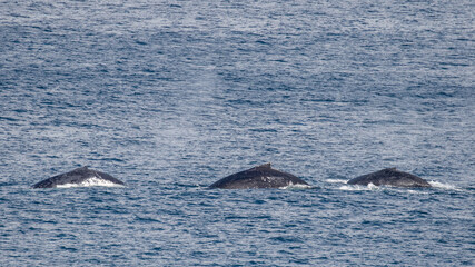 Fototapeta premium Humpback Whales at the surface