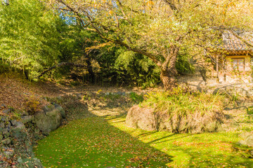 Landscape of small pond covered in green algae in an urban public park in Daejeon, South Korea with large trees and small building in background