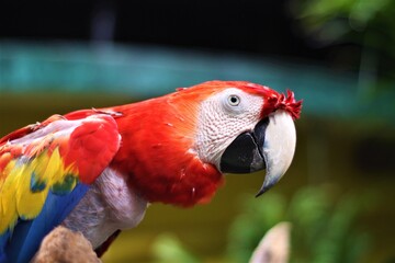 Guacamaya