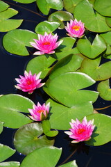 Hybrid 'Pink Silk' Waterlily flowers on the surface of a pond