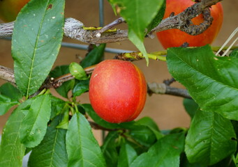 A red nectarine 'Fantasia' fruit on the tree