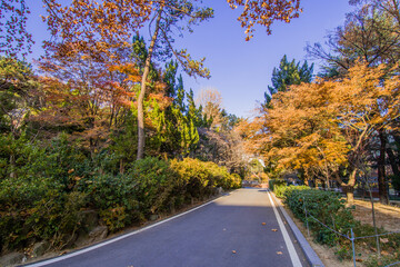 Paved road in a peaceful park like setting