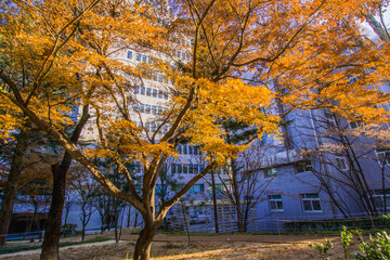Large tree with golden leaves