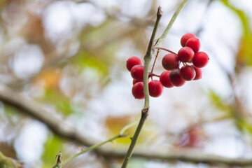 Vaccinium vitis-idaea known as lingonberry, foxberry, mountain cranberry.