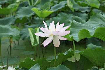 한국 경기도 시흥시 관곡지 입니다