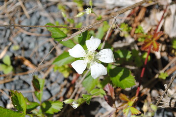 Wild raspberry flowers along the vine on forest floor in springtime before fruiting