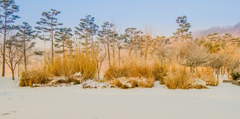 Winter landscape of tall golden colored bushes in a public park covered with snow with tall evergreen trees in the background under an overcast sky.