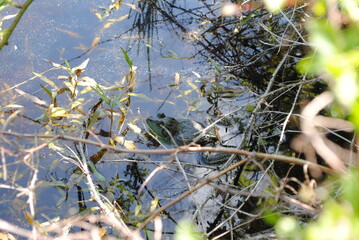 Bull frog resting in the weeds at the edge of a pond
