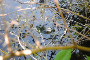 Bull frog resting in the weeds at the edge of a pond