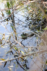 Bull frog resting in the weeds at the edge of a pond