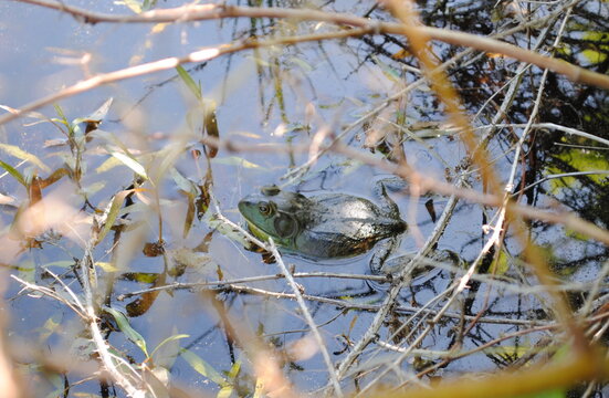 Bull frog resting in the weeds at the edge of a pond