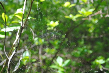 Orb weaver spiders spinning their webs that glisten and shimmer in the spotted sunlight coming through the forest canopy in mid-summer.