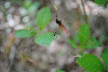 Orb weaver spiders spinning their webs that glisten and shimmer in the spotted sunlight coming through the forest canopy in mid-summer.