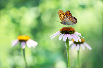 Obraz premium Butterfly Argynnis paphia collects nectar from an echinacea flower on a summer day in the garden