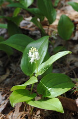 False lilly of the valley in bloom