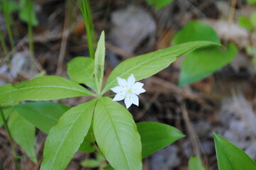 Wild white starflower (Lysimachia borealis) in bloom 