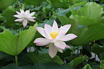 한국 경기도 시흥시 관곡지 입니다