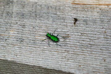 Macro shot of bright emerald green metallic six-spotted tiger beetle (Cicindela sexguttata) crawling on a scrap wood pile searching for prey in early summer.