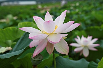 한국 경기도 시흥시 관곡지 입니다