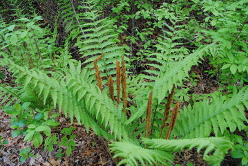 Cinnamon Fern (Osmundastrum cinnamomeum) with fertile fronds releasing their spores out to the warm summer breeze