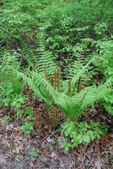 Cinnamon Fern (Osmundastrum cinnamomeum) with fertile fronds releasing their spores out to the warm summer breeze