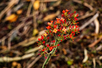 red and yellow flowers