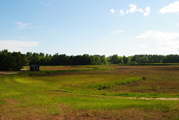 Cranberry bogs starting to fruit in mid summer with forest and dirt roads along boundary. Landscape shot on a bright sunny day in Massachusetts.