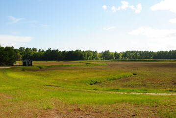 Fototapeta premium Cranberry bogs starting to fruit in mid summer with forest and dirt roads along boundary. Landscape shot on a bright sunny day in Massachusetts.