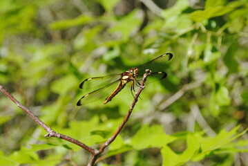 Dragonfly with delicate, clear wings with black spots at the tip perched on a tree branch