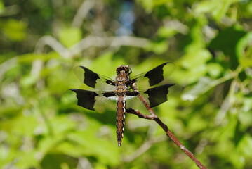Dragonfly with brown body and dark spots on middle of wings perched on a tree branch