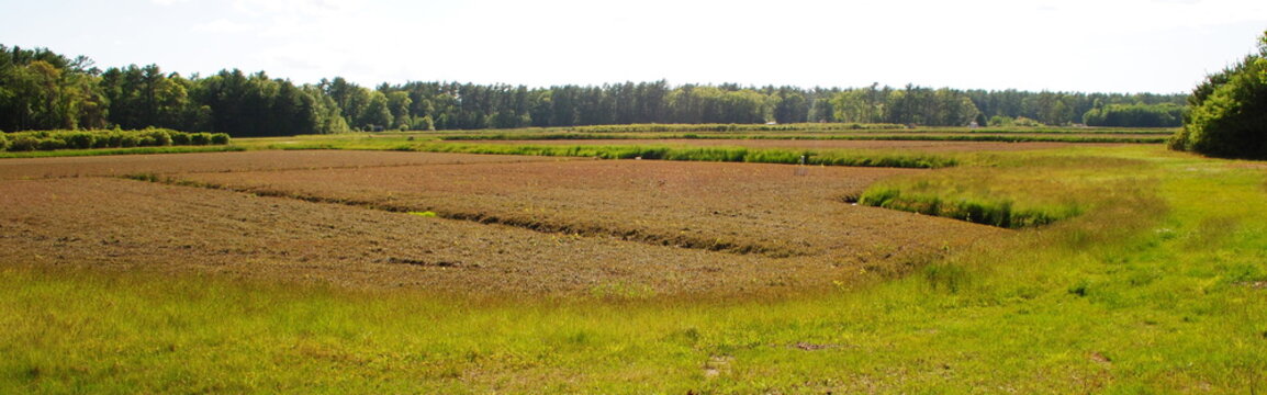 Cranberry bogs starting to fruit in mid summer with forest and dirt roads along boundary. Landscape shot on a bright sunny day in Massachusetts.