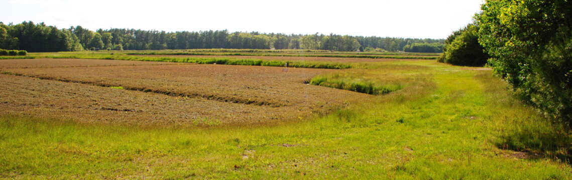 Cranberry bogs starting to fruit in mid summer with forest and dirt roads along boundary. Landscape shot on a bright sunny day in Massachusetts.