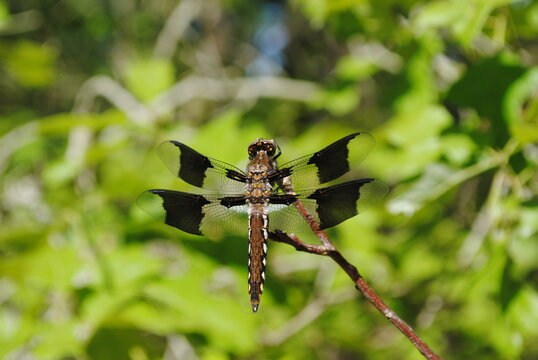 Dragonfly with brown body and dark spots on middle of wings perched on a tree branch