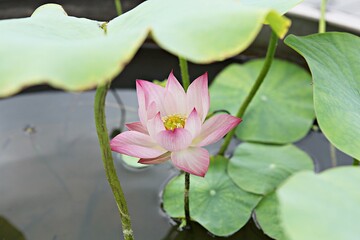 한국 경기도 시흥시 관곡지 입니다
