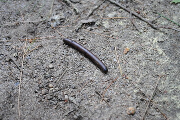 North American millipede being attacked by flies as it tries to cross a hiking trail in the forest