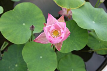 한국 경기도 시흥시 관곡지 입니다