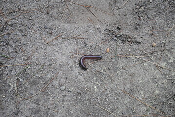 North American millipede being attacked by flies as it tries to cross a hiking trail in the forest